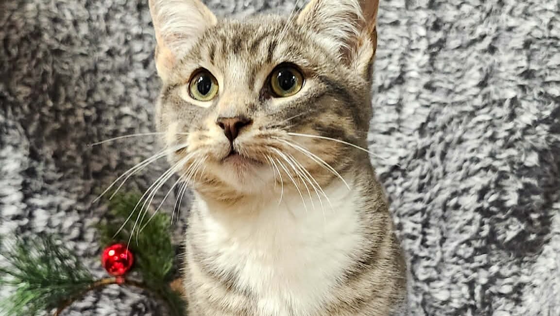 CK stray cats flooding local shelters